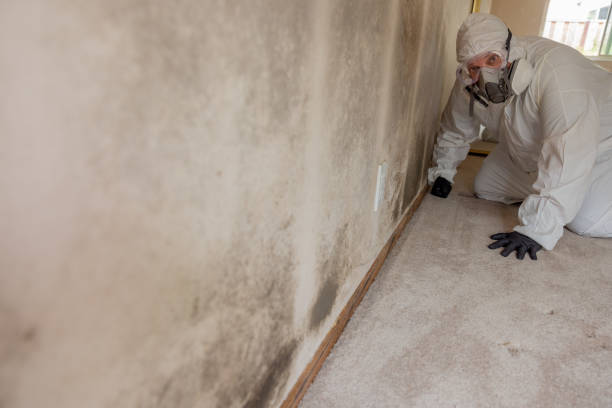 Best Basement Mold Removal  in Redlands, CO